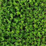 FYRE WING™ 'Jadeite' Heuchera | Creekside Champions™