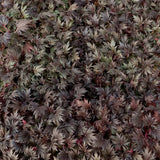 FYRE WING™ 'Jet' Heuchera | Creekside Champions™