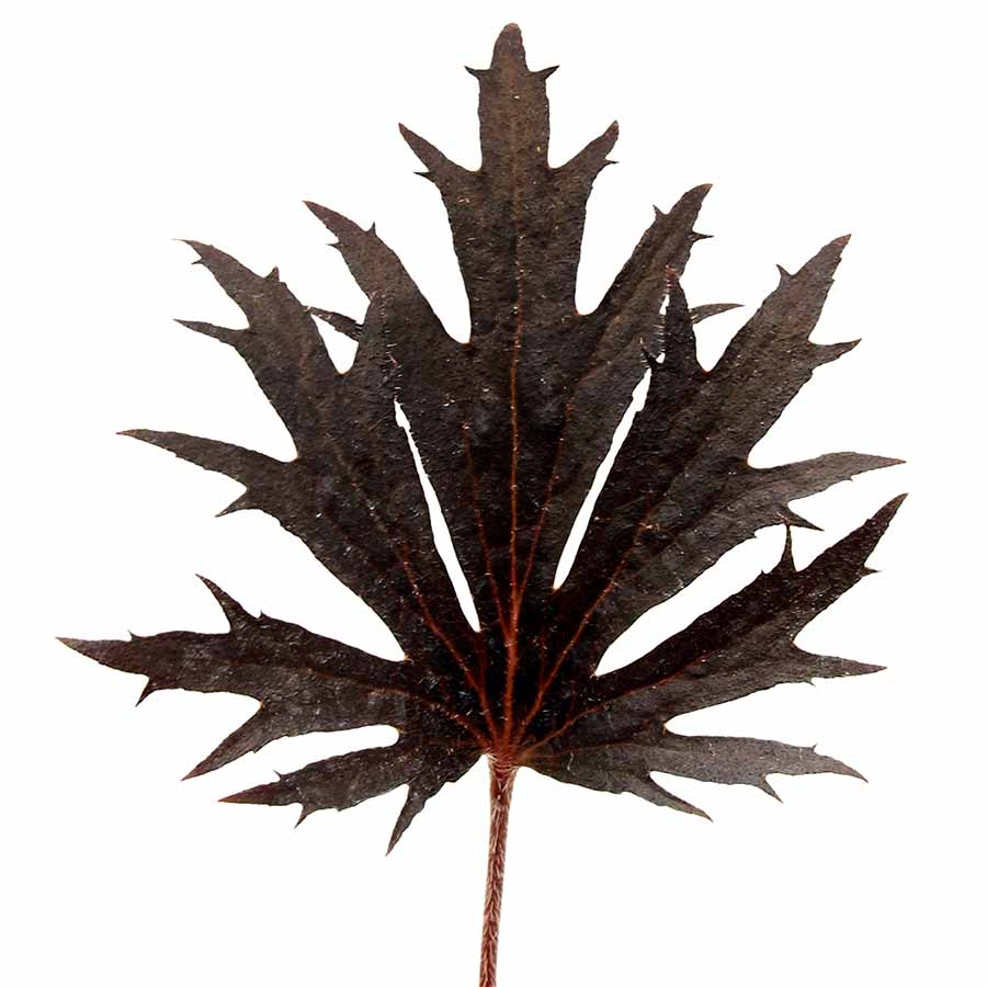 FYRE WING™ 'Jet' Heuchera | Creekside Champions™