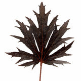 FYRE WING™ 'Jet' Heuchera | Creekside Champions™