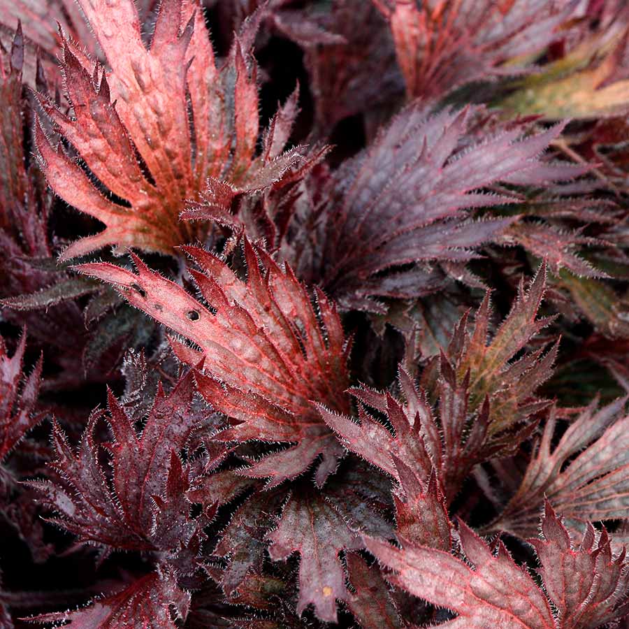 FYRE WING™ 'Rhodonite' Heuchera | Creekside Champions™