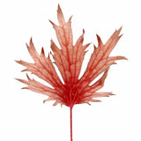 FYRE WING™ 'Rhodonite' Heuchera | Creekside Champions™
