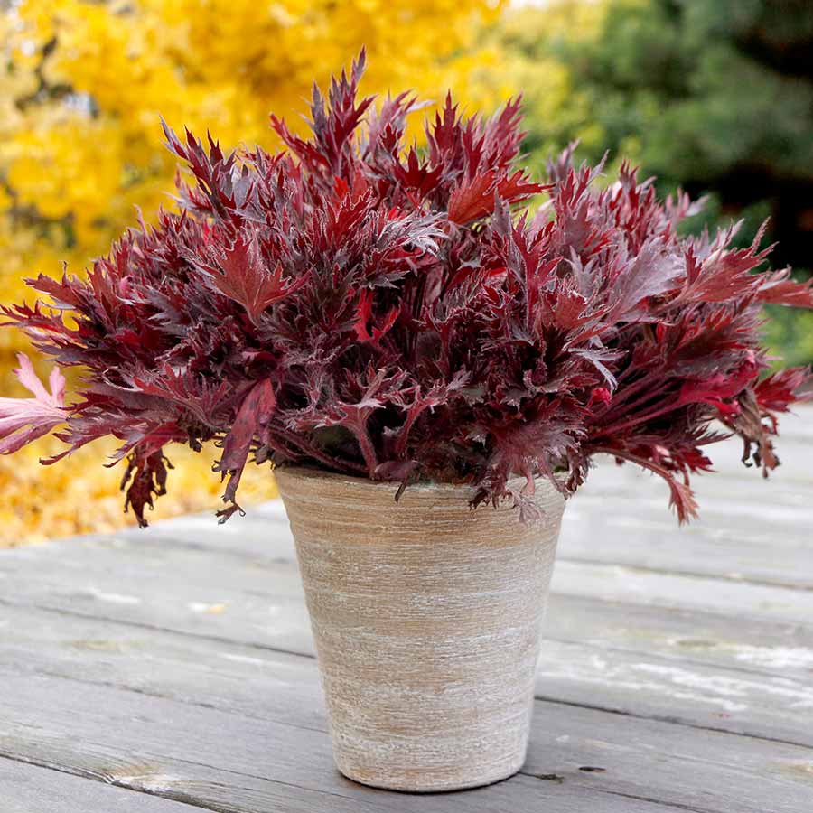 FYRE WING™ 'Spinel' Heuchera | Creekside Champions™