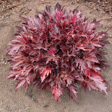 FYRE WING™ 'Spinel' Heuchera | Creekside Champions™