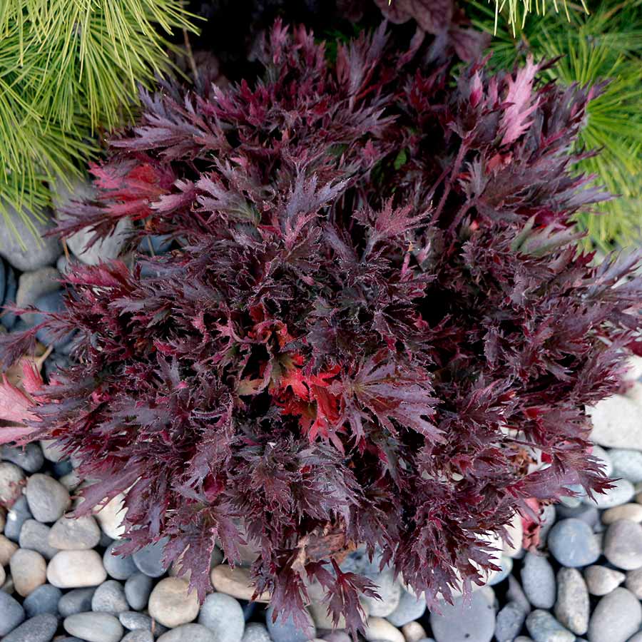 FYRE WING™ 'Spinel' Heuchera | Creekside Champions™