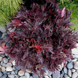 FYRE WING™ 'Spinel' Heuchera | Creekside Champions™