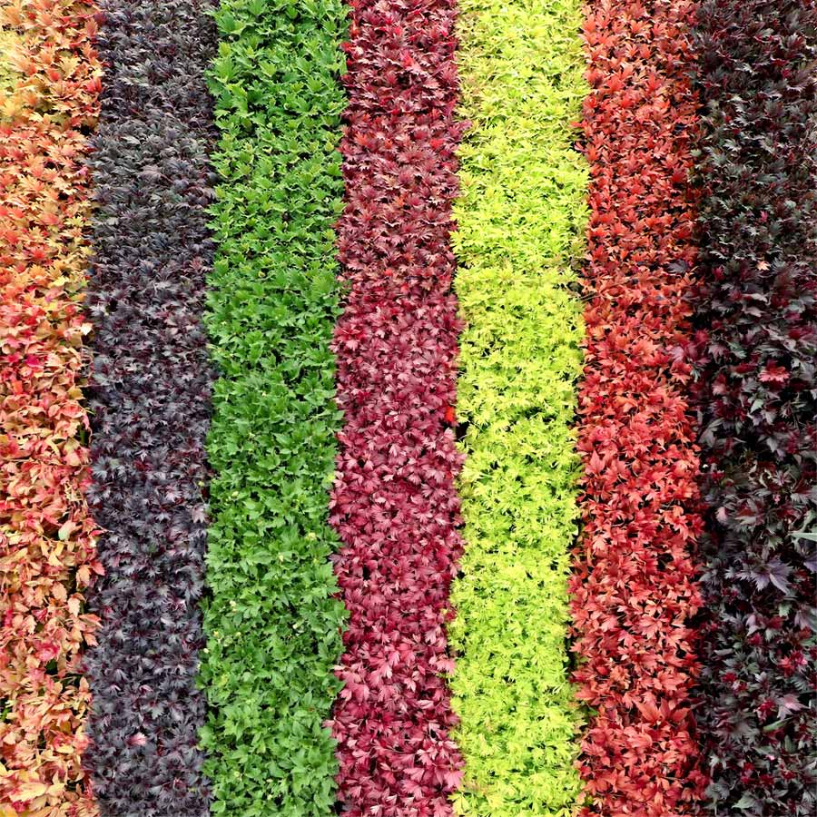FYRE WING™ 'Spinel' Heuchera | Creekside Champions™
