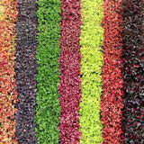FYRE WING™ 'Spinel' Heuchera | Creekside Champions™