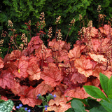 Berry Smoothie heuchera in a nursery pot