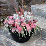 ‘Georgia Peach’ heuchera in a nursery pot