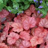 Georgia Peach Heuchera in a nursery pot