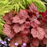 ‘Georgia Peach’ heuchera in a nursery pot