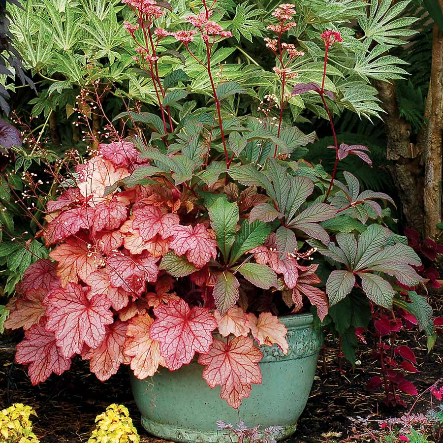 ‘Georgia Peach’ heuchera in a nursery pot