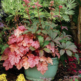 ‘Georgia Peach’ heuchera in a nursery pot