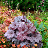 Georgia Plum heuchera in a nursery pot
