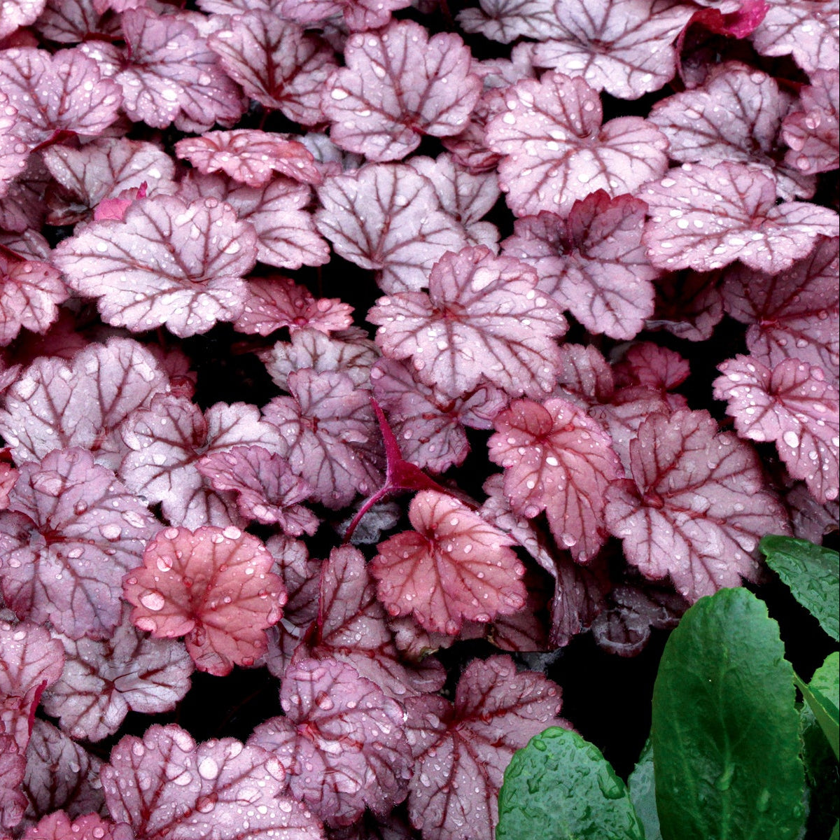 Georgia Plum heuchera with purple leaves in a pot