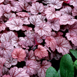 Georgia Plum heuchera with purple leaves in a pot