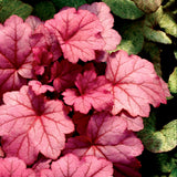Georgia Plum heuchera in a container with purple foliage