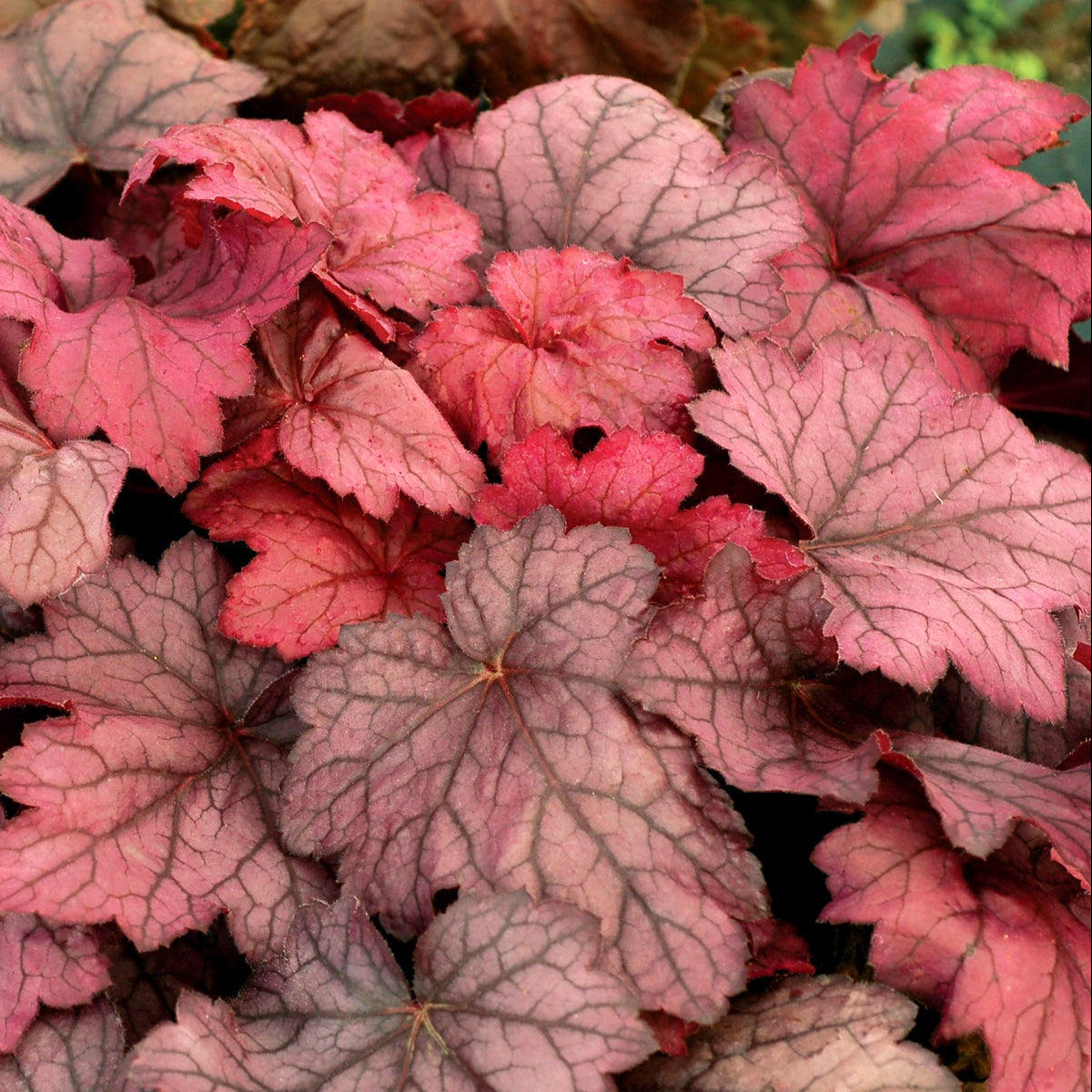 Georgia Plum heuchera with purple leaves in a pot