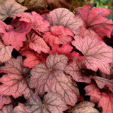 Georgia Plum heuchera with purple leaves in a pot