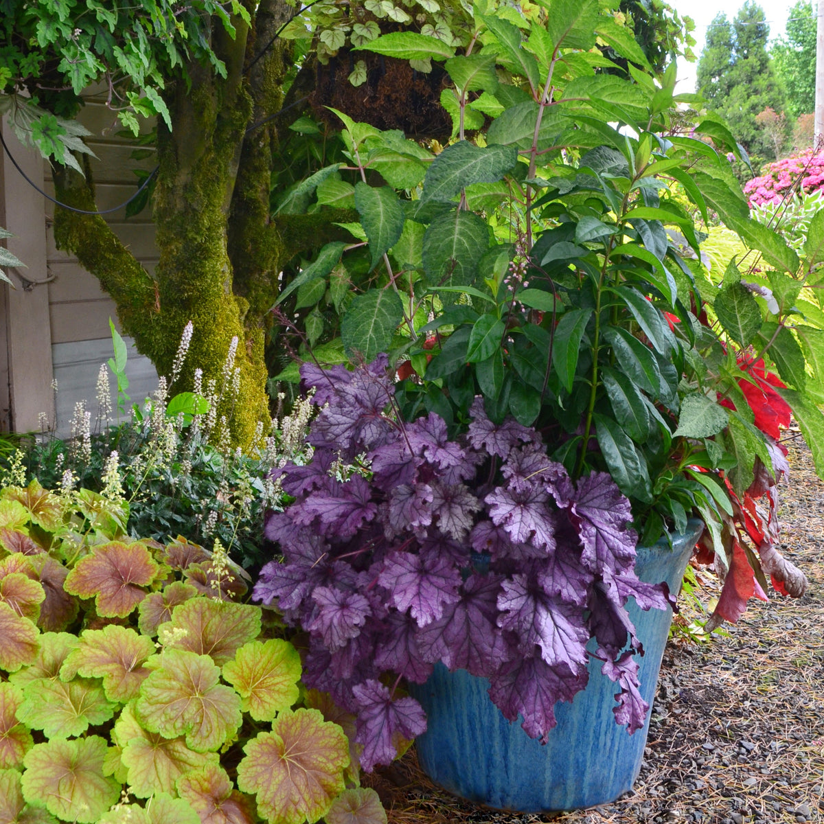 Georgia Plum heuchera with plum leaves in a pot