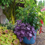Georgia Plum heuchera with plum leaves in a pot