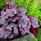 Georgia Plum heuchera in a nursery pot
