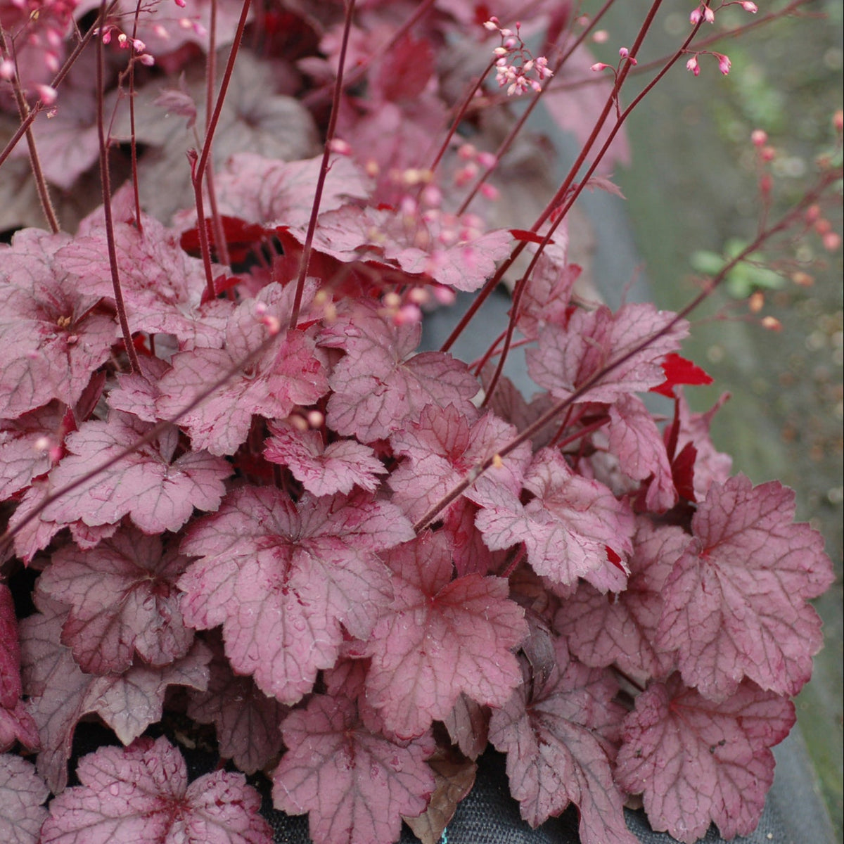 Georgia Plum heuchera in a nursery pot
