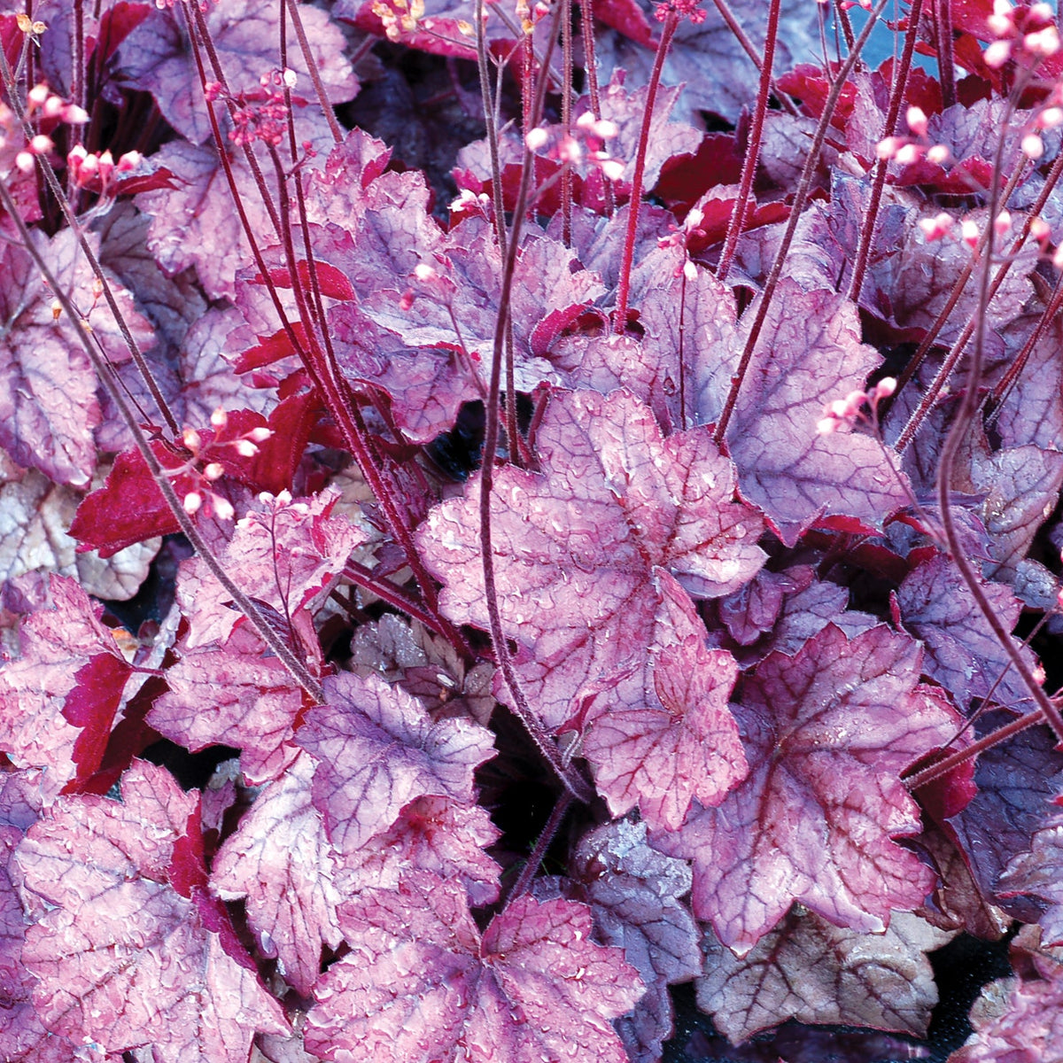 Georgia Plum heuchera in a nursery pot