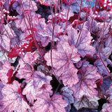 Georgia Plum heuchera in a nursery pot