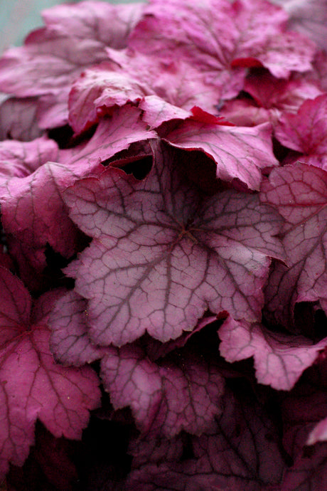 Georgia Plum heuchera with purple leaves in a pot