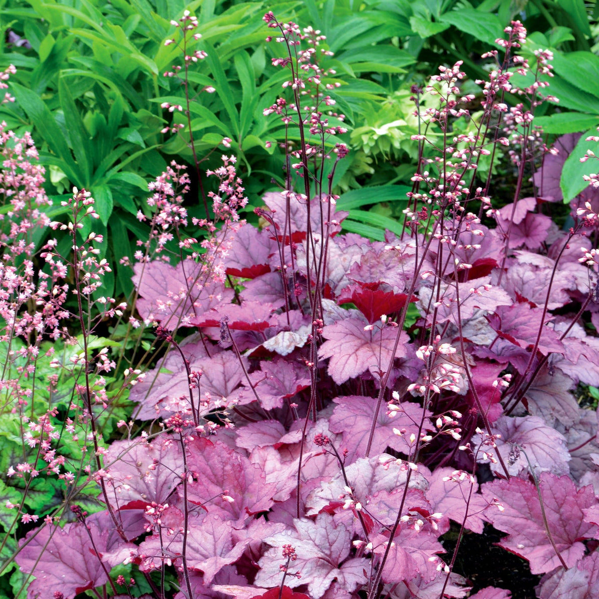 Georgia Plum heuchera with purple leaves in a pot