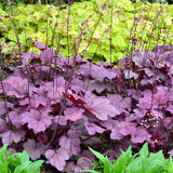 Georgia Plum heuchera in a nursery pot