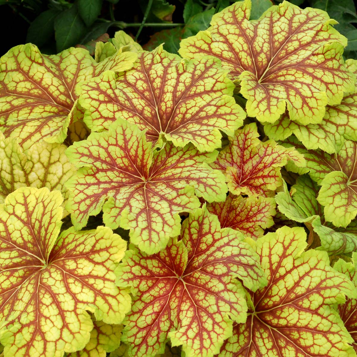 Heuchera ‘Red Lightning’ - Thumbnail 4
