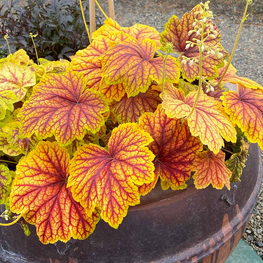 Heuchera ‘Red Lightning’ - Thumbnail 5