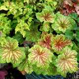 ‘Red Lightning’ heuchera in a nursery pot