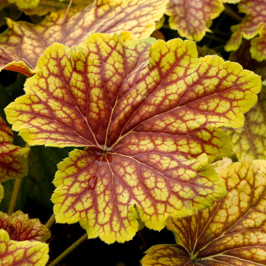 Heuchera ‘Red Lightning’ - Thumbnail 2