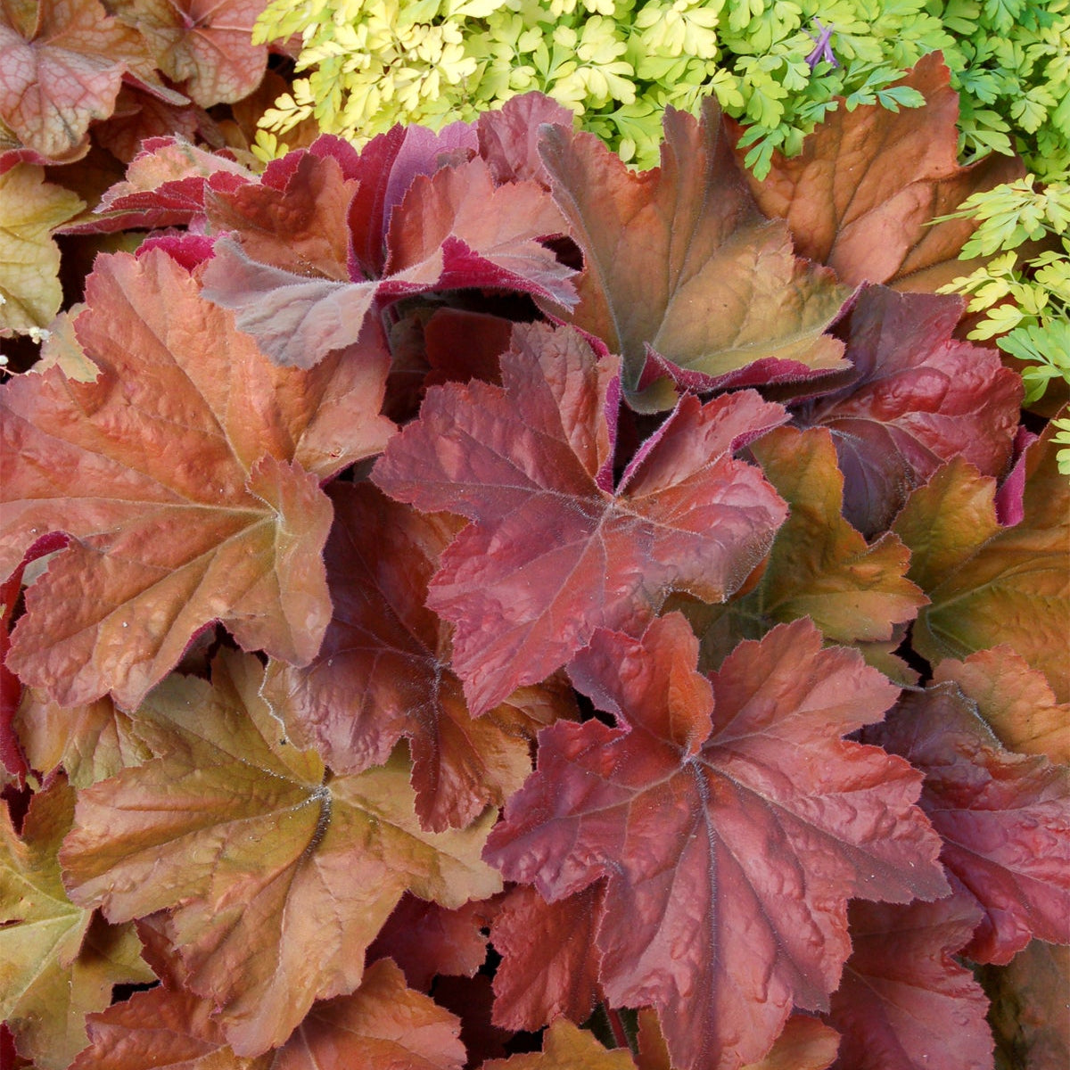 Southern Comfort heuchera in a pot with coral leaves