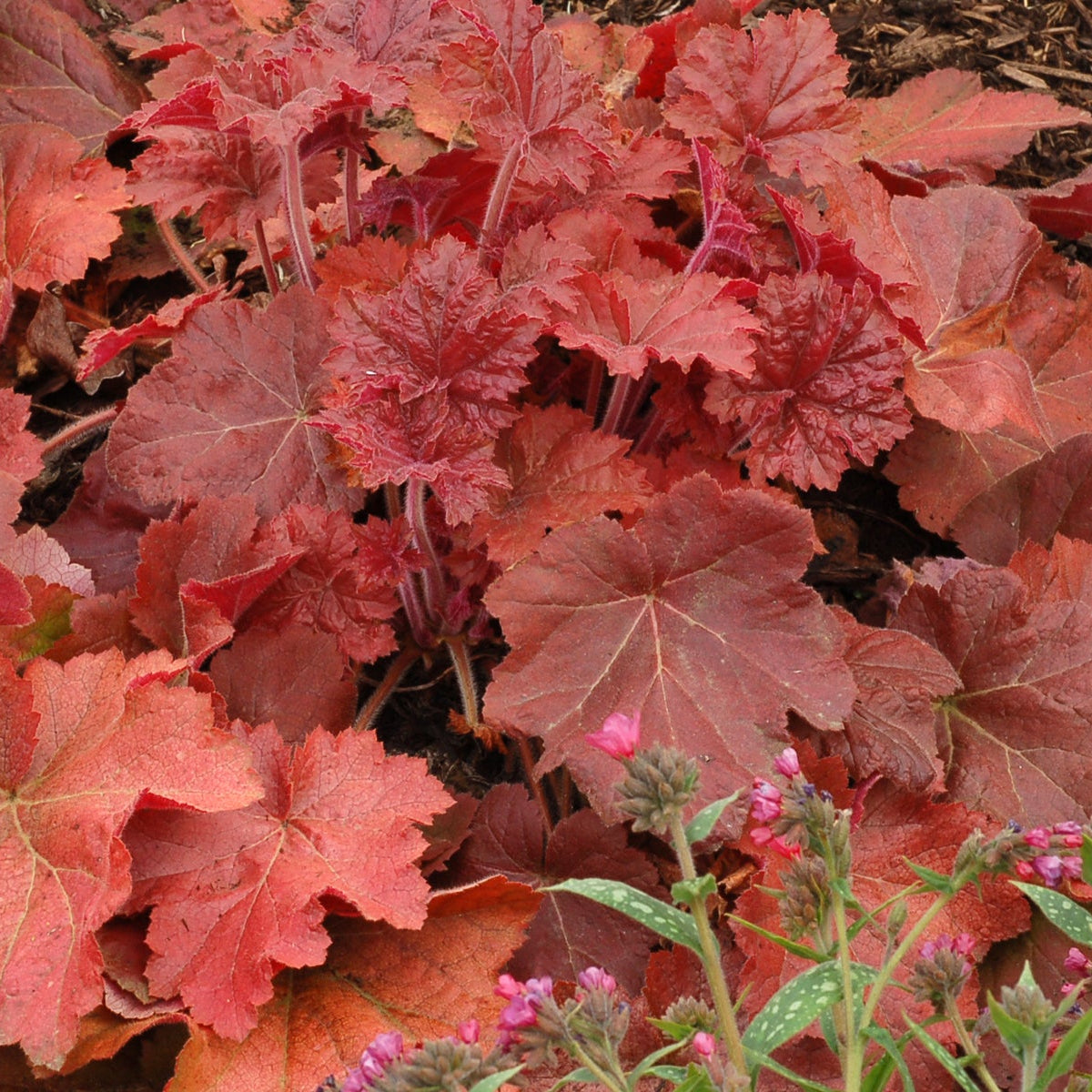 Southern Comfort heuchera in a nursery pot