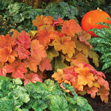 Southern Comfort heuchera in a nursery pot