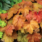 Southern Comfort heuchera in a nursery pot