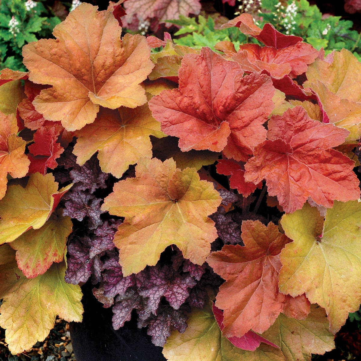 Southern Comfort heuchera in a nursery pot
