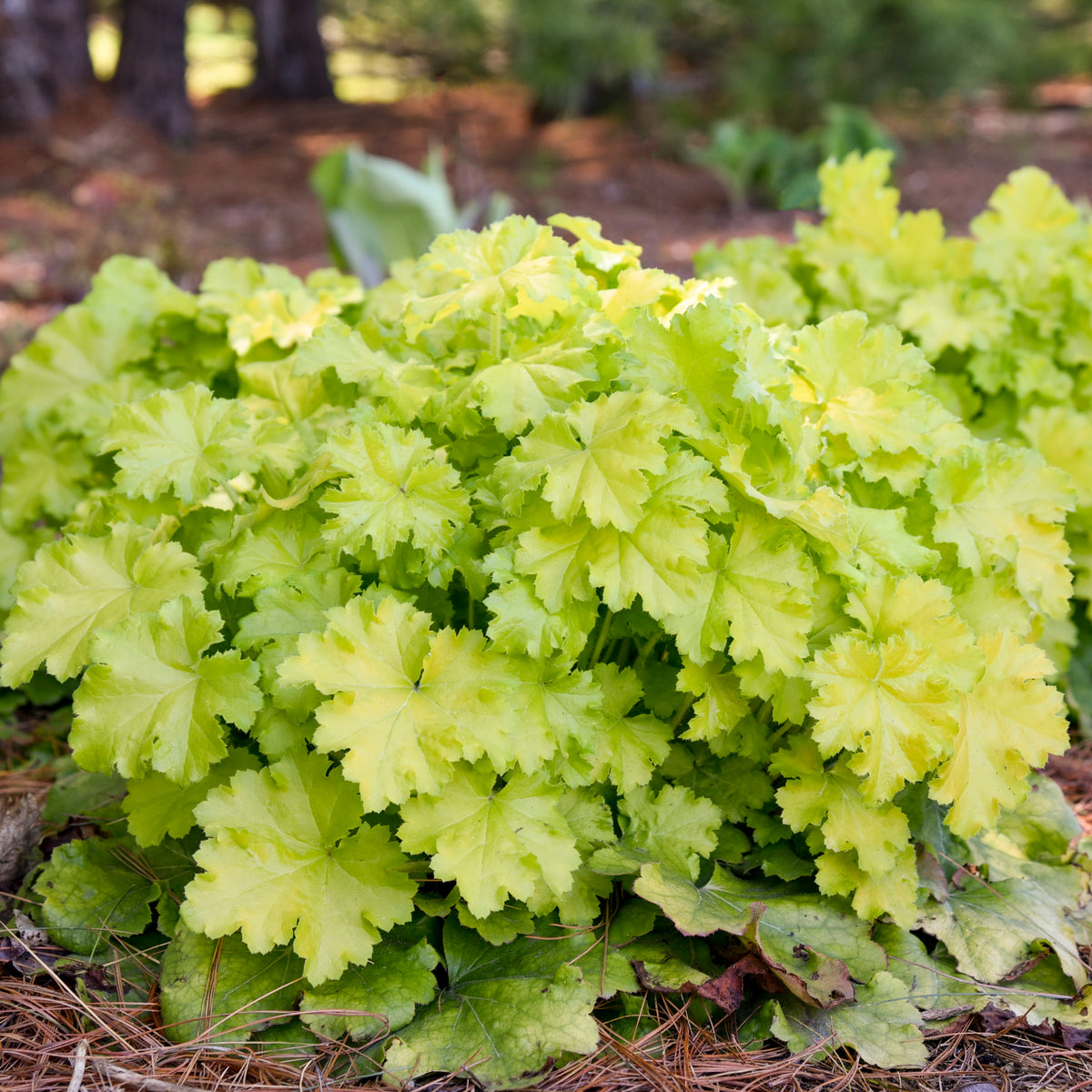 Lemon Love Heuchera in a nursery pot with chartreuse leaves