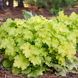 Lemon Love Heuchera in a nursery pot with chartreuse leaves