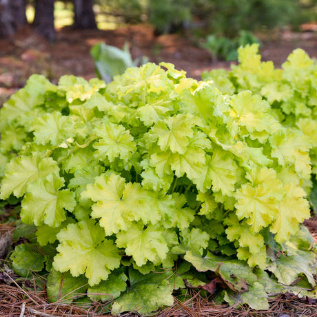 Lemon Love Heuchera in a nursery pot with chartreuse leaves