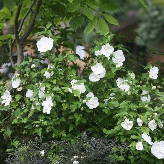 White CHIFFON rose of sharon with white blooms in a pot