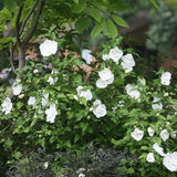 White CHIFFON rose of sharon with white blooms in a pot