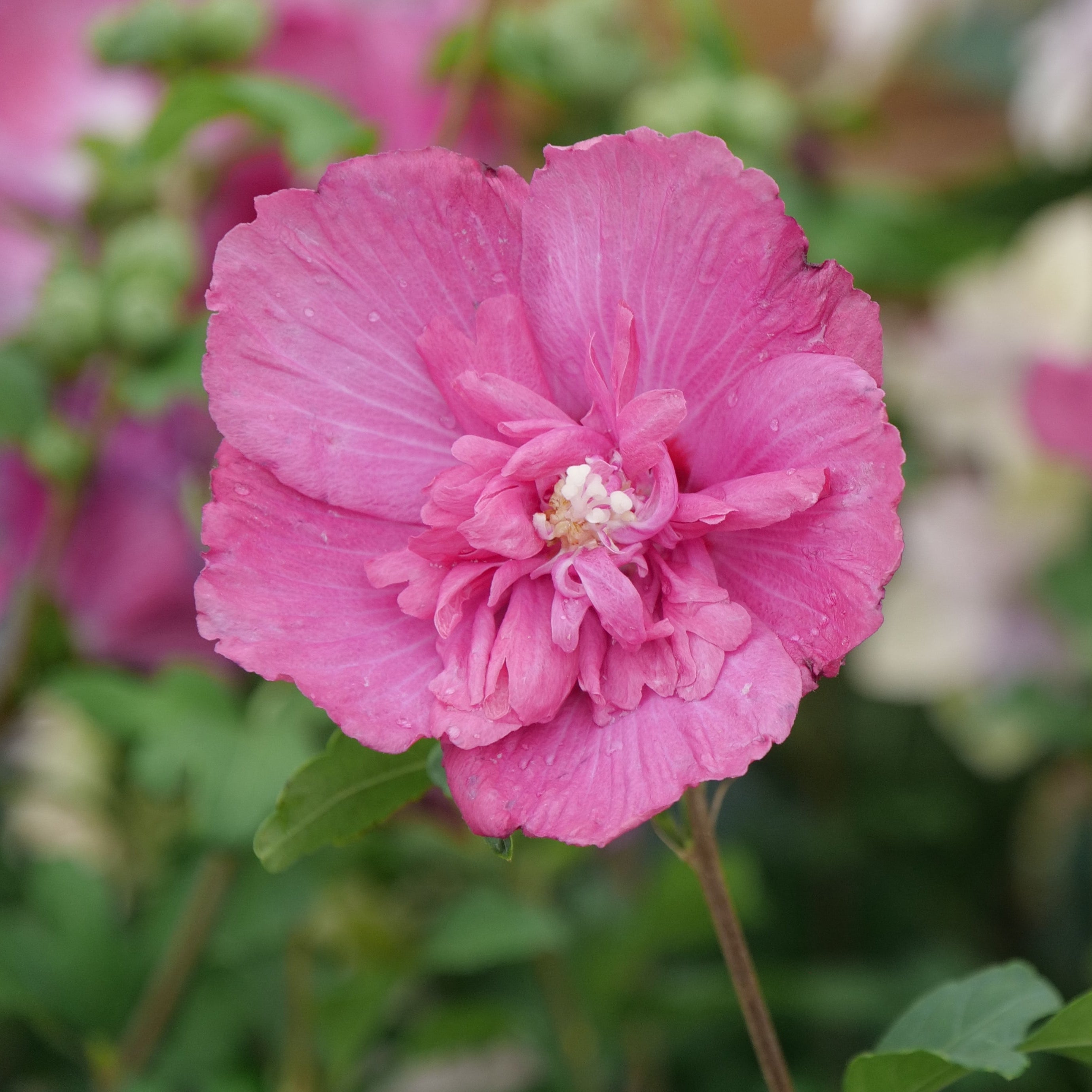 MAGENTA CHIFFON® Rose of Sharon | Proven Winners® – Creekside