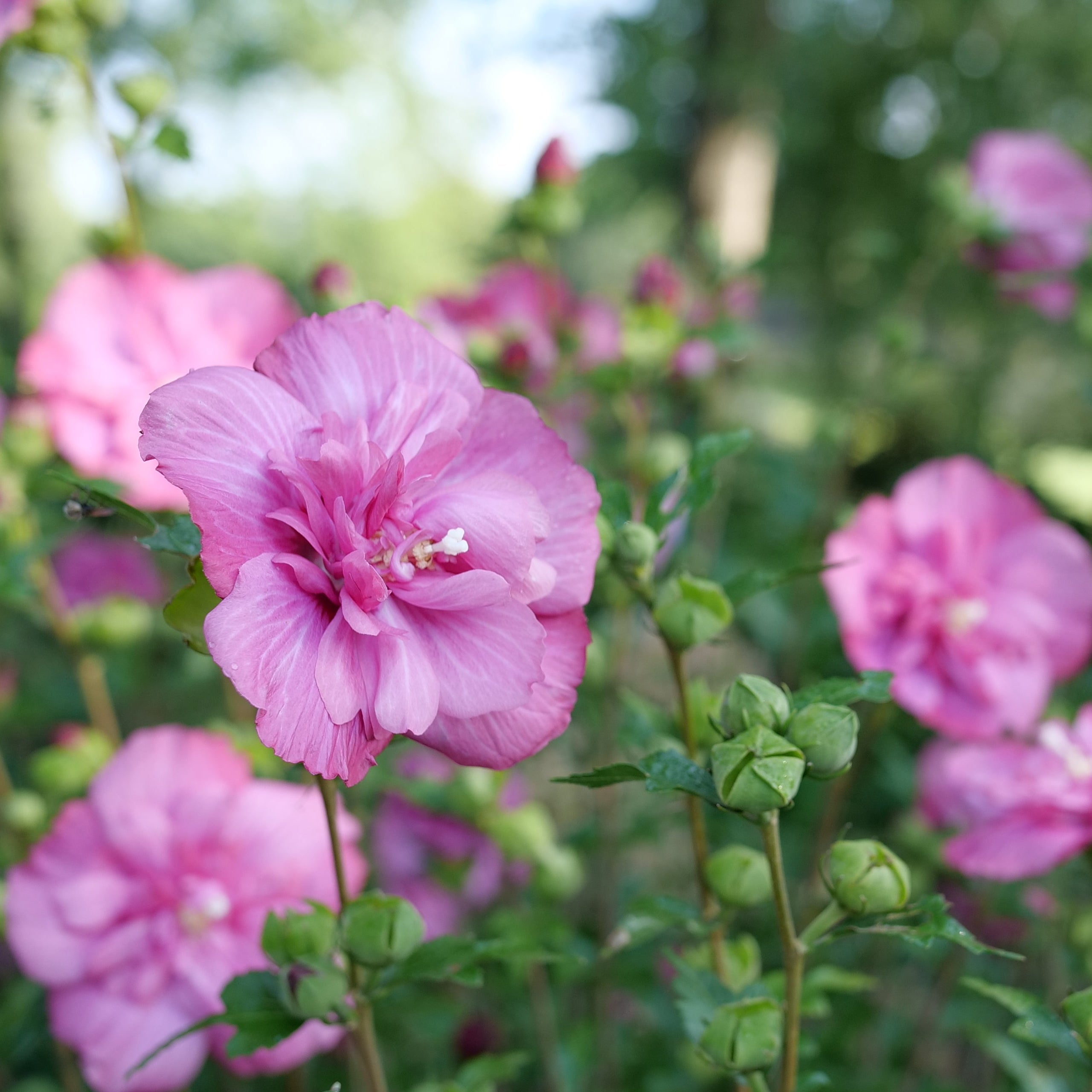 MAGENTA CHIFFON® Rose of Sharon | Proven Winners® – Creekside