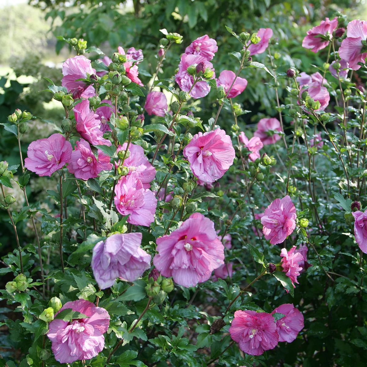 Magenta Chiffon Rose of Sharon with pink blooms in pot